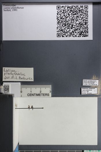 Media type: image;   Entomology 585611